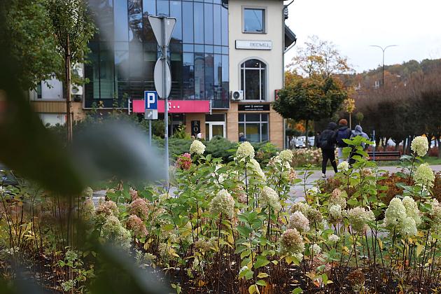 Krzewy i drzewa zmieniają krajobraz Lęborka