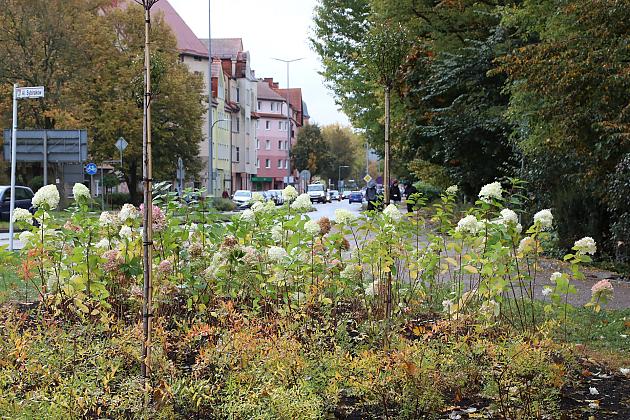Krzewy i drzewa zmieniają krajobraz Lęborka