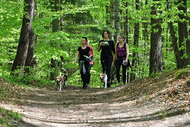 Zawody Dogtrekkingu w Lęborku