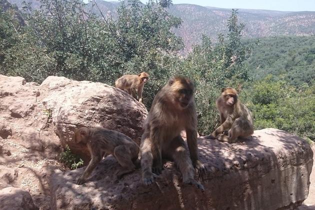 Atlas – spotkanie podróżnicze