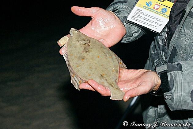 VII Mistrzostwa Polski w Sufrcastingu