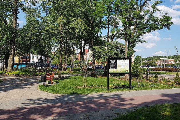 „Więcej drzew i krzewów w mieście – zielony Lębork”
