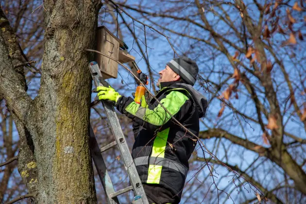 Wiosna w mieście - Lębork przygotował 230 budek lęgowych dla ptaków