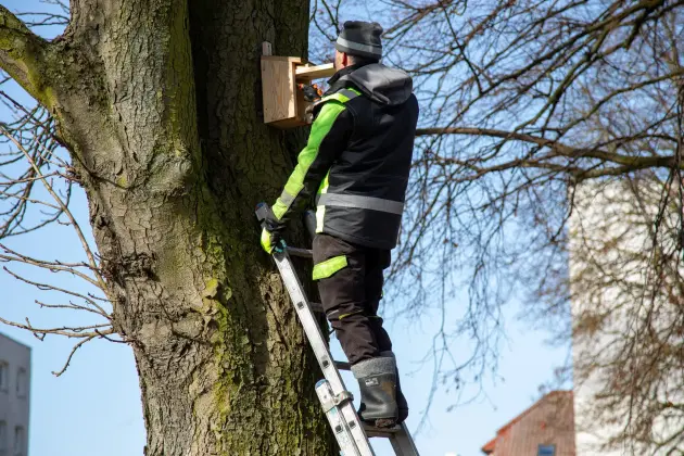 Wiosna w mieście - Lębork przygotował 230 budek lęgowych dla ptaków