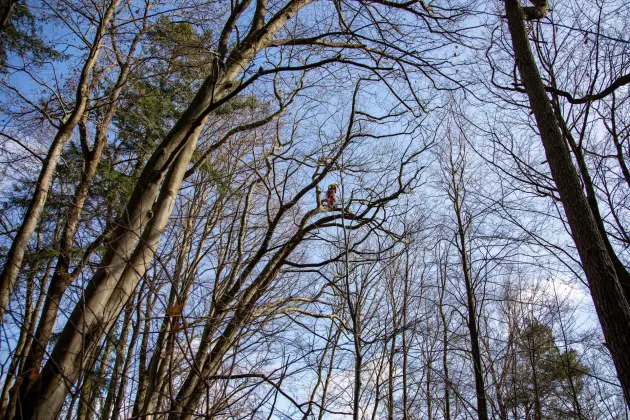 Alpiniści w koronie dębu - specjalistyczna pielęgnacja drzewa w Parku Chrobrego