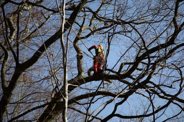 Alpiniści w koronie dębu - specjalistyczna pielęgnacja drzewa w Parku Chrobrego