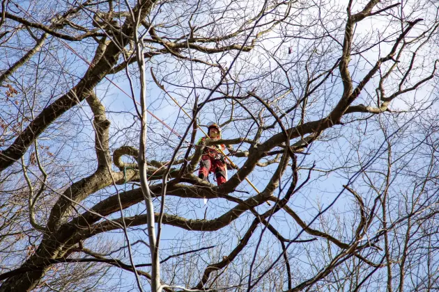 Alpiniści w koronie dębu - specjalistyczna pielęgnacja drzewa w Parku Chrobrego