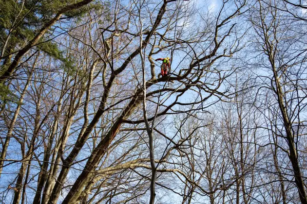 Alpiniści w koronie dębu - specjalistyczna pielęgnacja drzewa w Parku Chrobrego