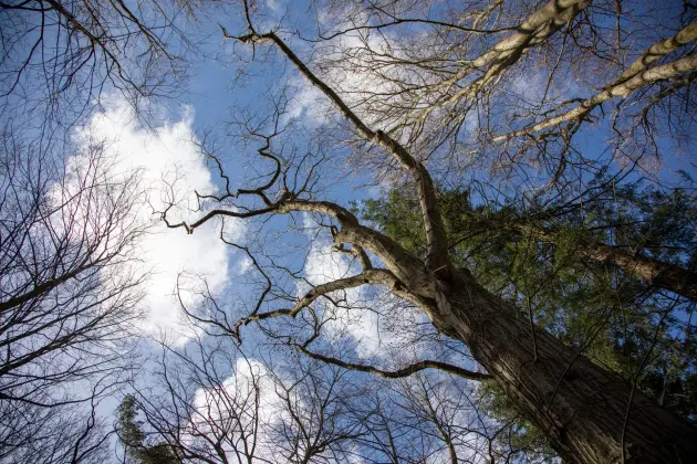 Alpiniści w koronie dębu - specjalistyczna pielęgnacja drzewa w Parku Chrobrego