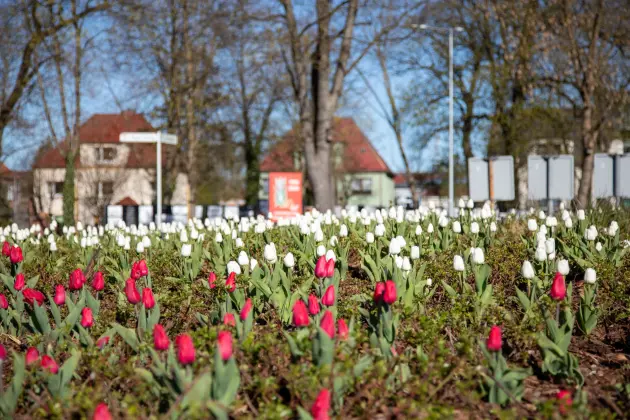 Tulipanowe Rondo Solidarności w biało-czerwonej odsłonie