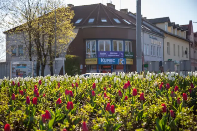 Tulipanowe Rondo Solidarności w biało-czerwonej odsłonie