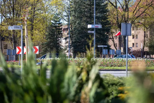 Tulipanowe Rondo Solidarności w biało-czerwonej odsłonie