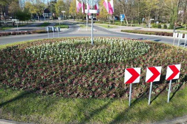 Tulipanowe Rondo Solidarności w biało-czerwonej odsłonie