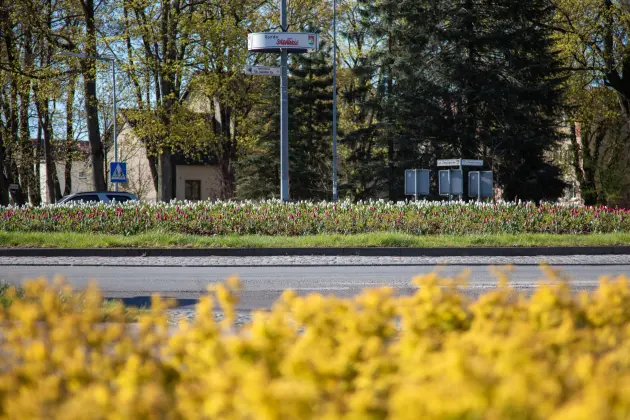 Tulipanowe Rondo Solidarności w biało-czerwonej odsłonie
