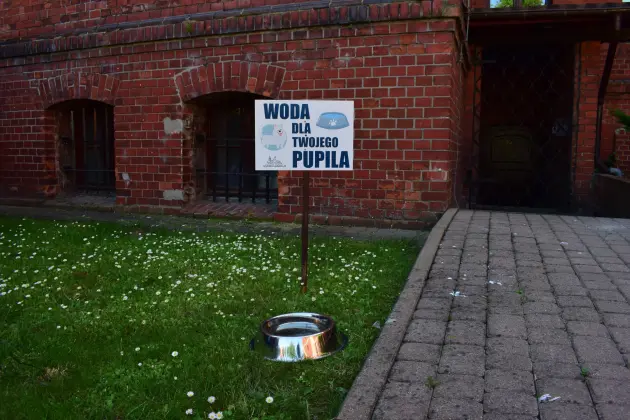 Miski z wodą dla psów ponownie stanęły przed ratuszem