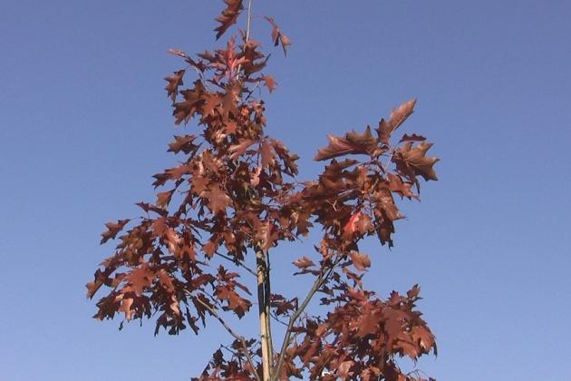 „Dąb Niepodległości” w Szkole Podstawowej nr 3 w Lęborku