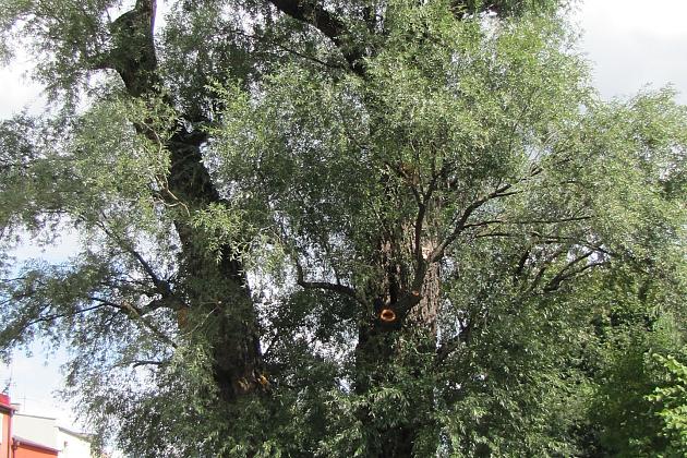 Na ratunek „Wodniczkom”