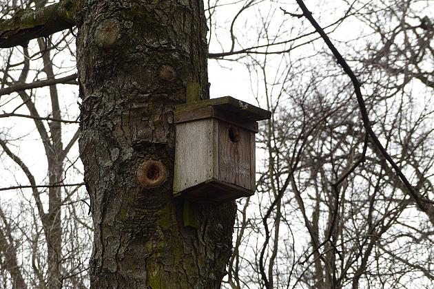 W Parku im. Michalskiego zawisły budki na ptaki i owady
