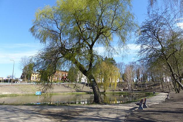 Zielono przy stawie w Parku Chrobrego
