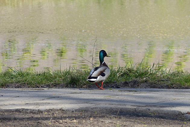 Zielono przy stawie w Parku Chrobrego