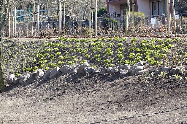 Zielono przy stawie w Parku Chrobrego