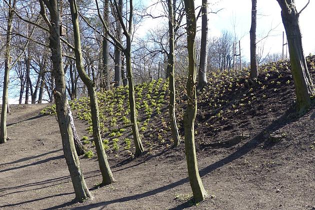 Zielono przy stawie w Parku Chrobrego