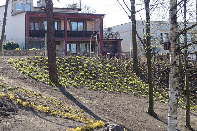 Zielono przy stawie w Parku Chrobrego