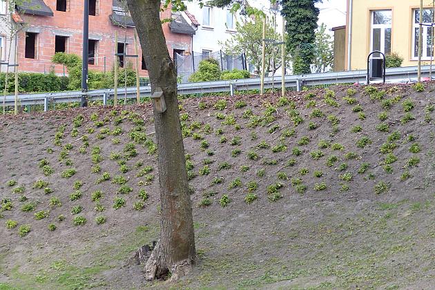 Staw w Parku Chrobrego z nowymi ławkami