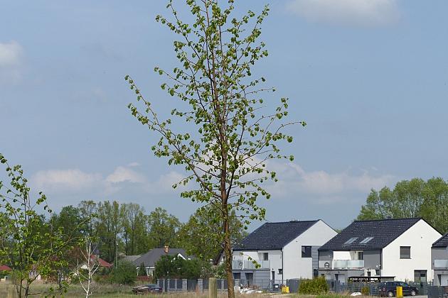 Zielono na ulicach. Zasadzono ponad sto lip