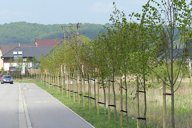 Zielono na ulicach. Zasadzono ponad sto lip