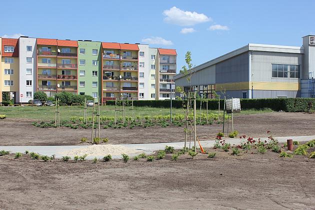 Zielono na Osiedlu Sportowa