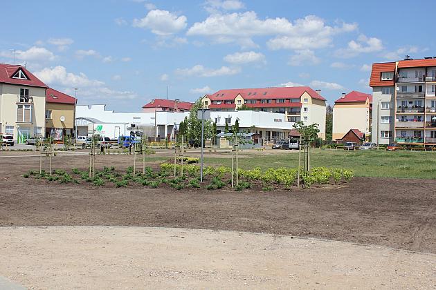 Zielono na Osiedlu Sportowa