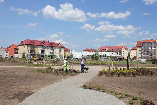 Zielono na Osiedlu Sportowa