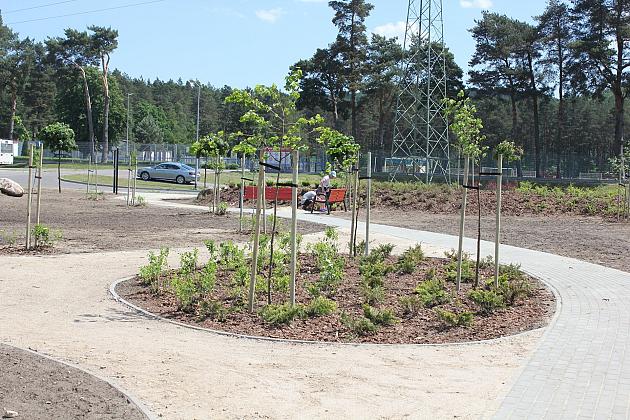 Zielono na Osiedlu Sportowa