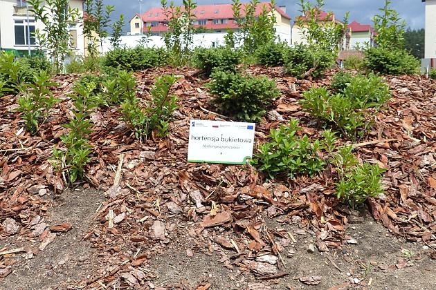 Zielone Osiedle Sportowa