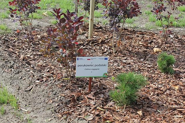 Zielona oaza przy Czołgistów