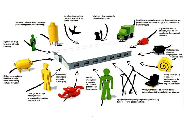 Pierwszy przypadek afrykańskiego pomoru świń (ASF) w powiecie lęborskim. Miasto Lębork w strefie ograniczeń