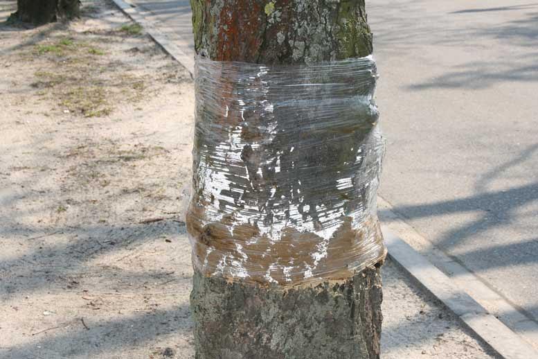 Lęborskie kasztanowce znowu w ochronnej folii