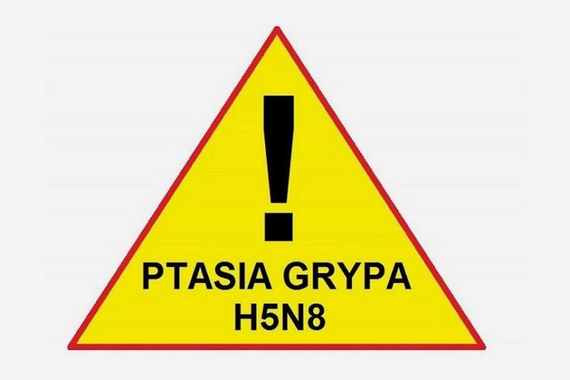 Uwaga hodowcy drobiu! Ptasia grypa nadal groźna!